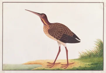 Black Bittern, from Drawings of Birds from Malacca, c. 1805-18